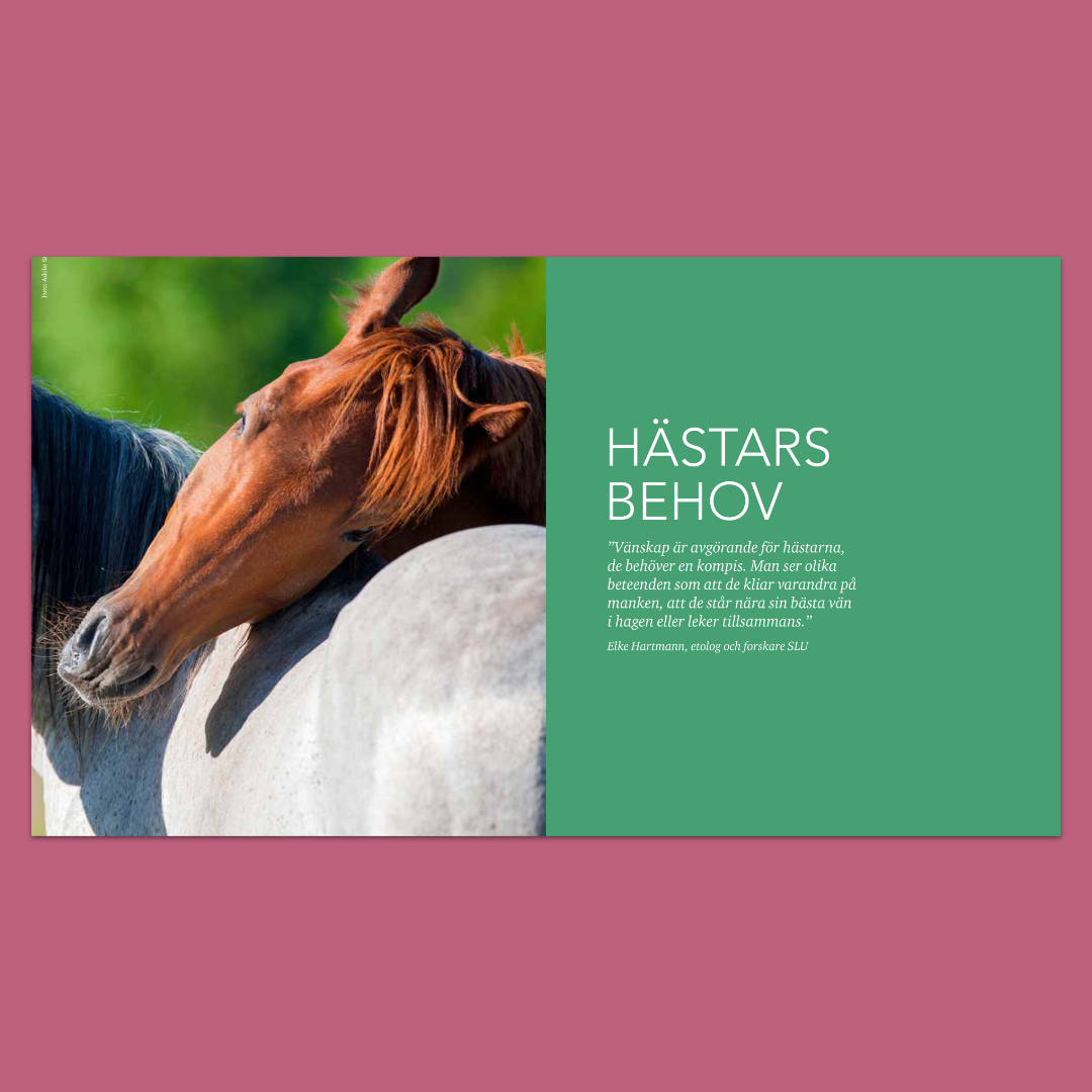Hästens beteende – Kommunikation och etologi i praktiken